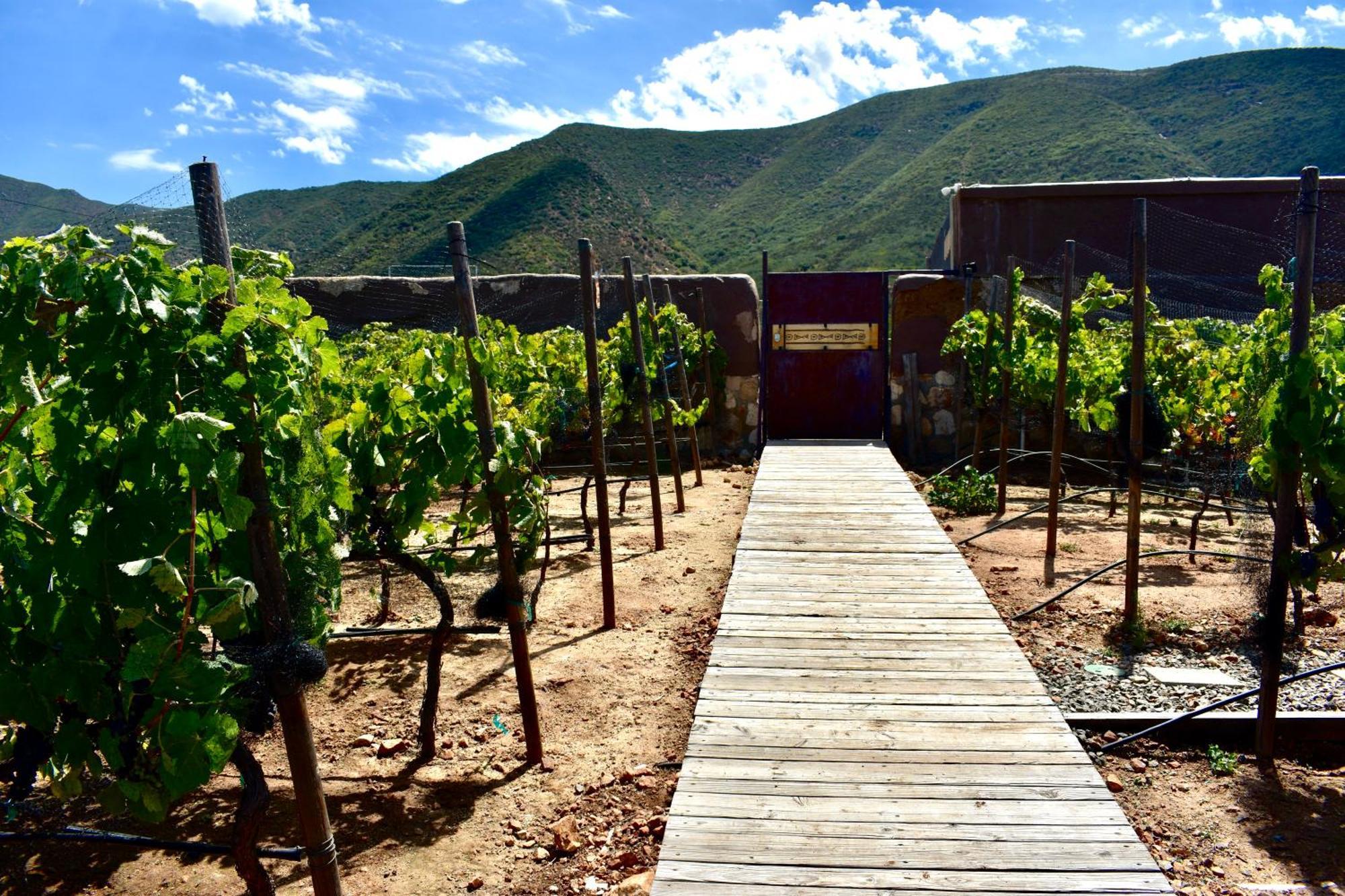 Uvauva Eco-Retreat Bed & Breakfast Valle de Guadalupe Luaran gambar